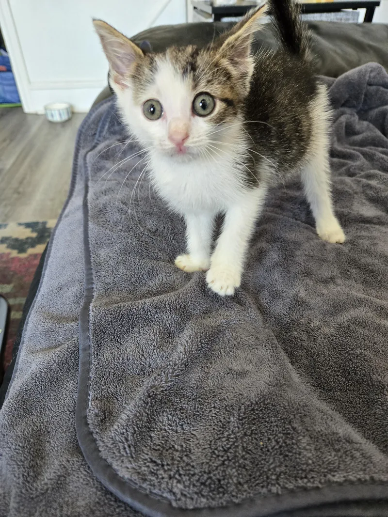 A baby small-sized female Domestic Short Hair cat named Liberty for adoption in Philadelphia, PA