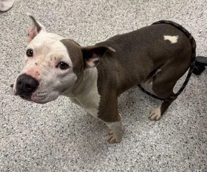 An adult medium-sized female White / Cream Pit Bull Terrier dog named Madeliene for adoption in Kansas City, MO
