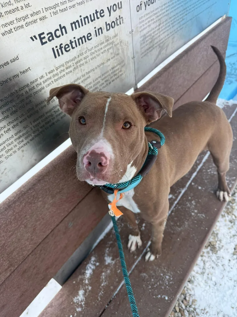 A young medium-sized female Brown / Chocolate Pit Bull Terrier dog named Eleven for adoption in Cleveland, OH