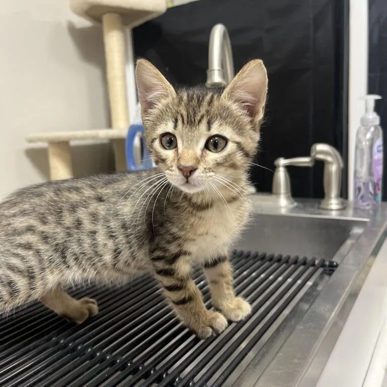A baby small-sized male Brown / Chocolate Domestic Short Hair cat named Barbeque for adoption in Driggs, ID