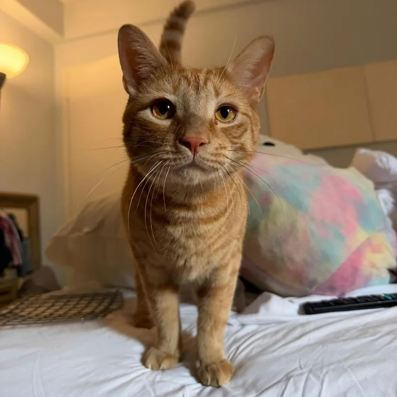 Butternut Squash thumbnail 2