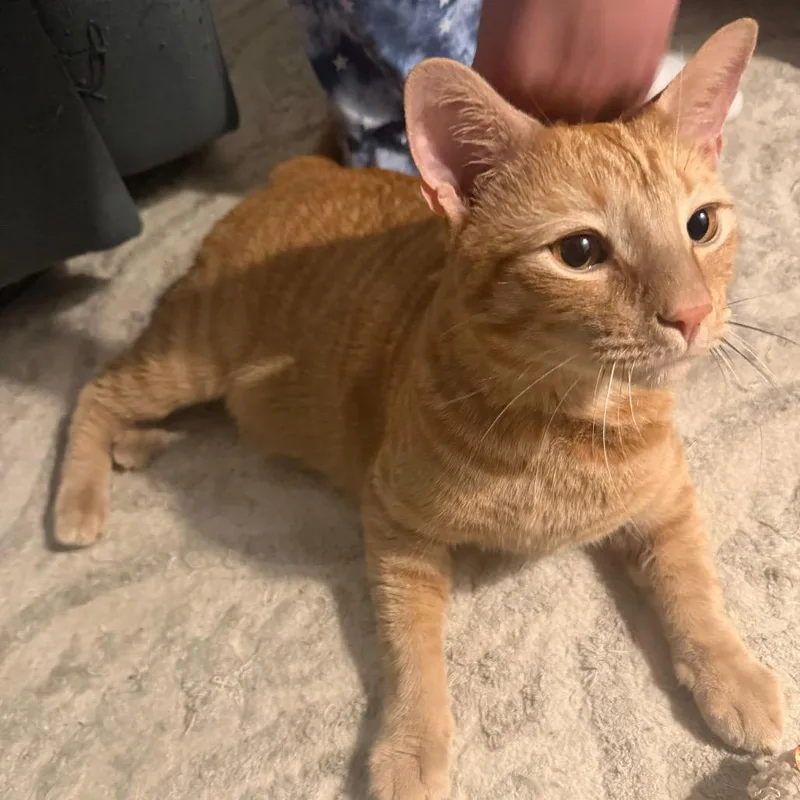 Butternut Squash thumbnail 3