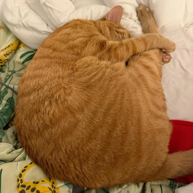 Butternut Squash thumbnail 4