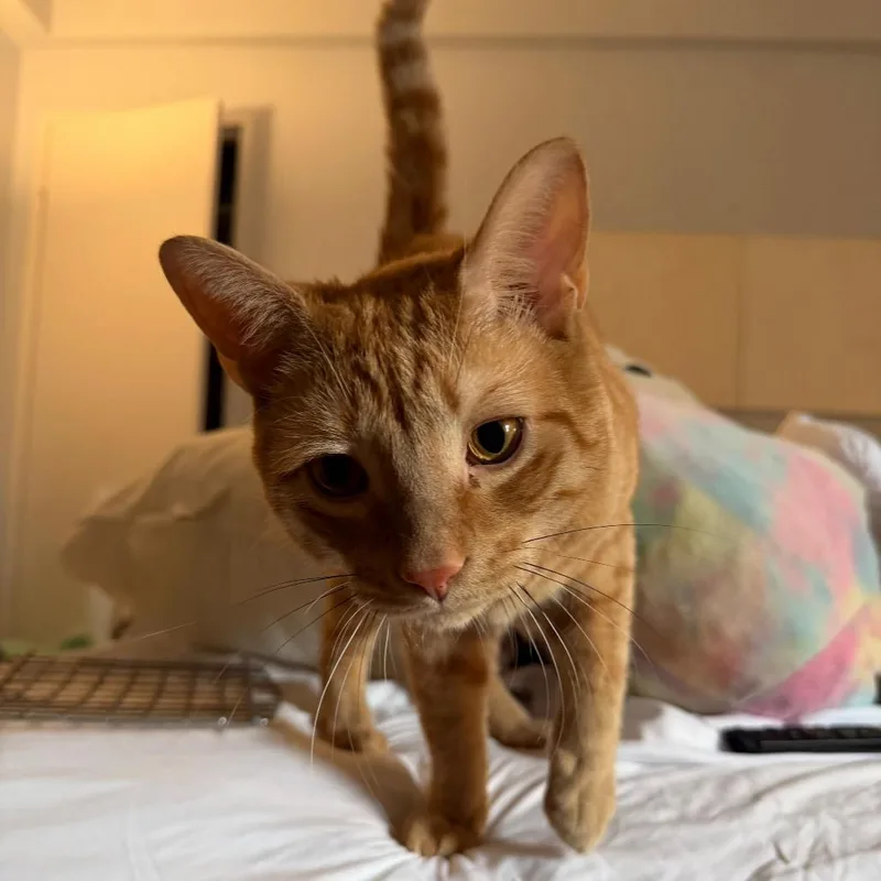 Butternut Squash thumbnail 5