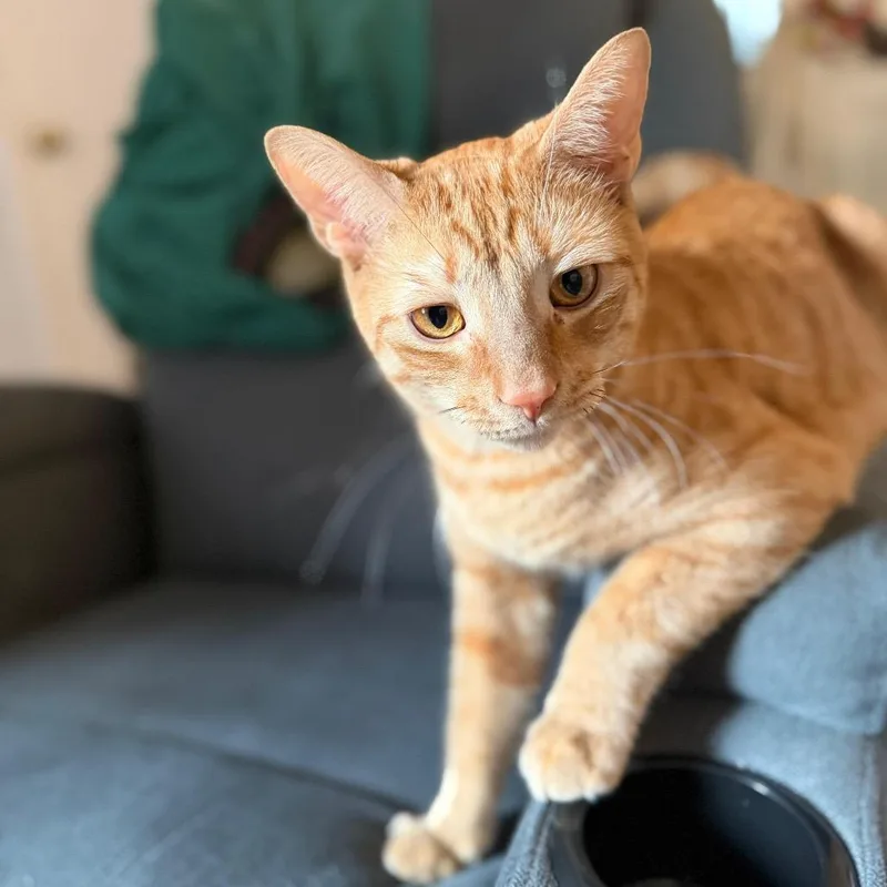 Butternut Squash thumbnail 6