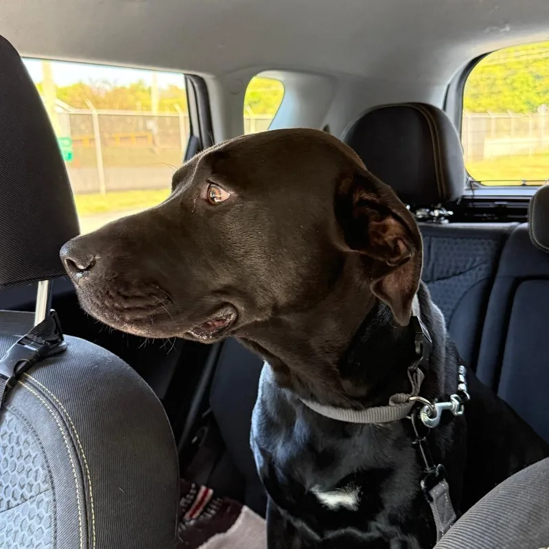 An adult medium-sized male Black Labrador Retriever dog named Dude for adoption in Rockmart, GA