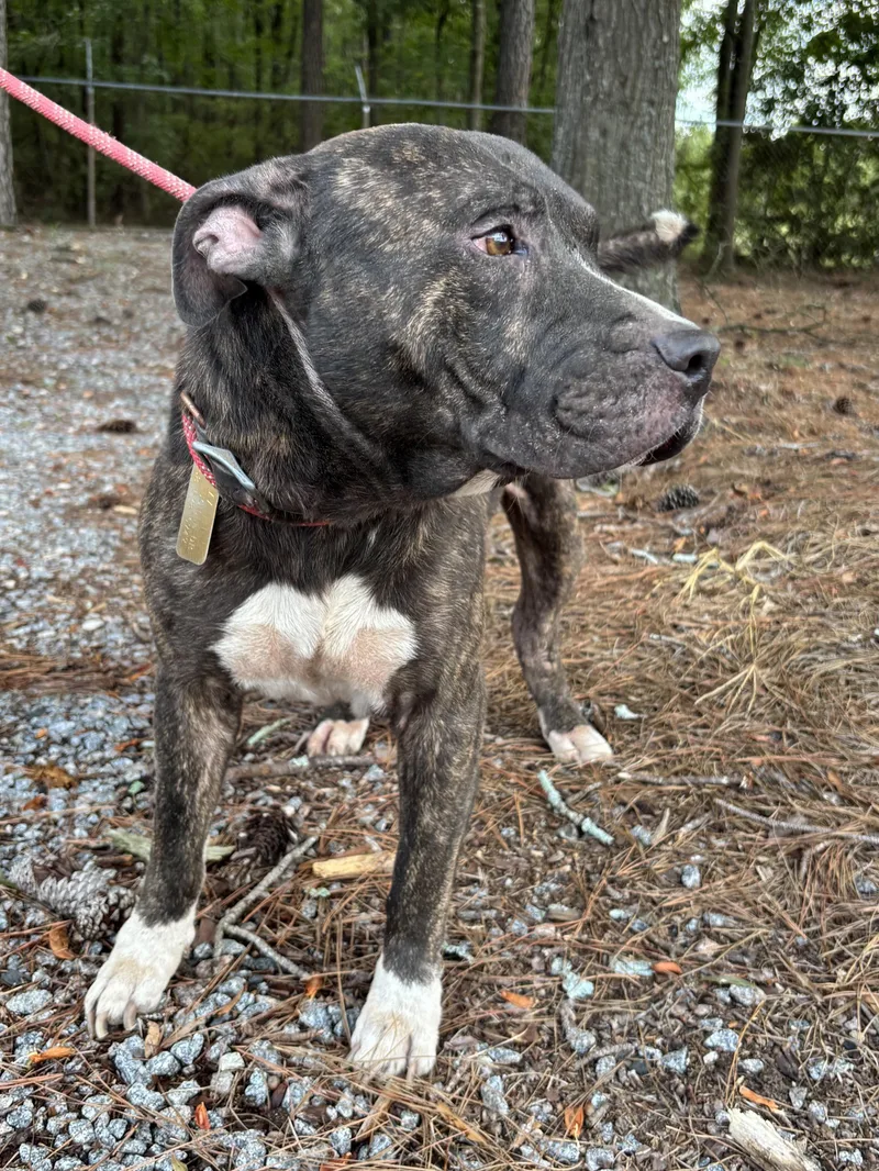 An adult medium-sized male American Bully dog named Mann Uber Gentle and for adoption in Charlottesville, VA