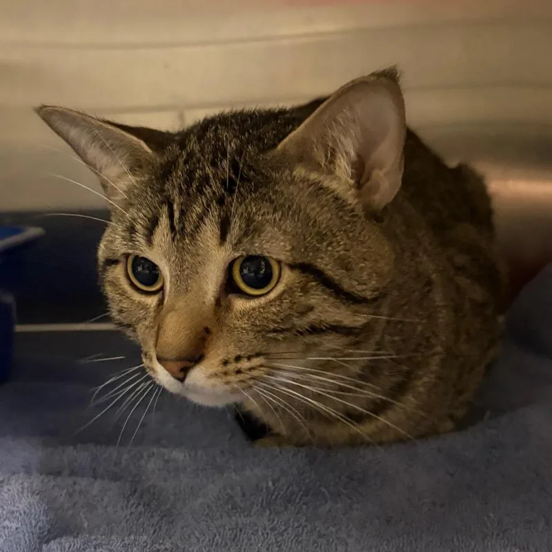 An adult large-sized male Brown / Chocolate Domestic Short Hair cat named Axel for adoption in Springfield, IL