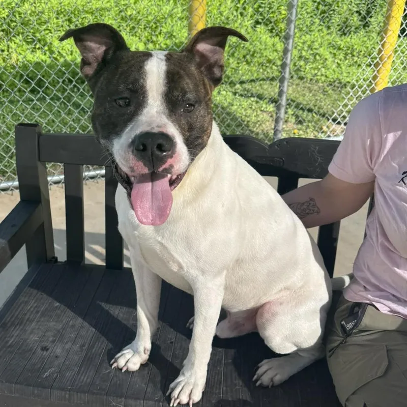 An adult large-sized male White / Cream Mixed Breed dog named Lego for adoption in Edwardsville, IL