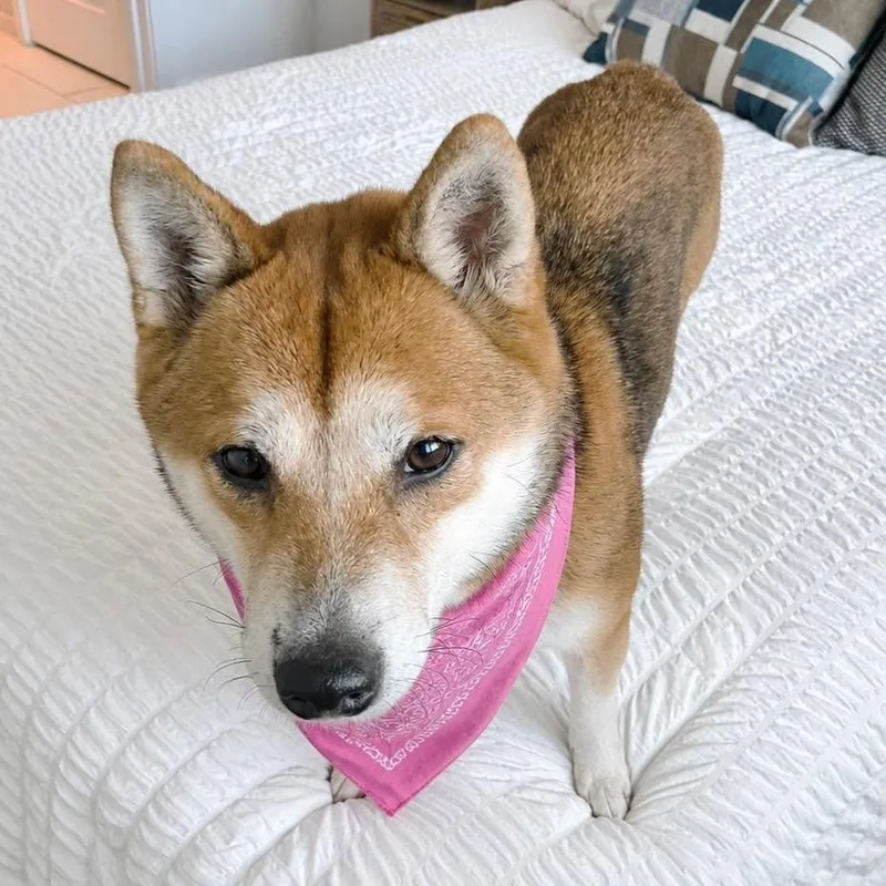 An adult medium-sized female Yellow / Tan / Blond / Fawn Shiba Inu dog named Khaleesi for adoption in Tampa, FL