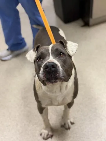 An adult medium-sized female Pit Bull Terrier dog named Helena for adoption in Riverside, CA