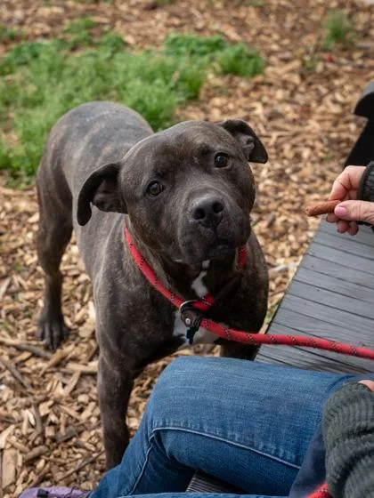 A senior large-sized male Mixed Breed dog named Spike for adoption in Chamblee, GA
