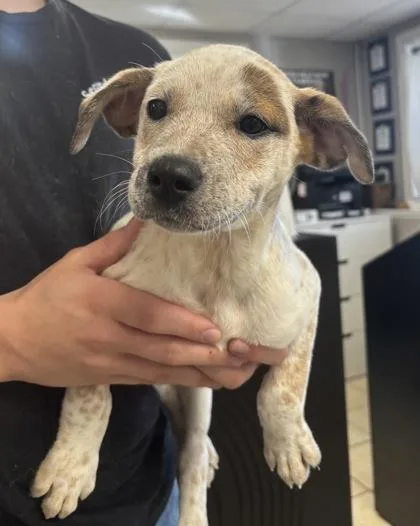 A baby medium-sized female Fox Terrier dog named Ginny for adoption in East Brookfield, MA
