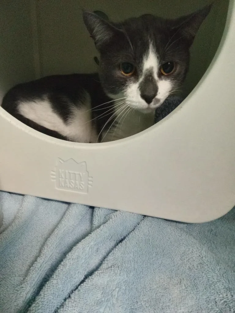 A young large-sized male Domestic Short Hair cat named Apollo for adoption in Utica, MI