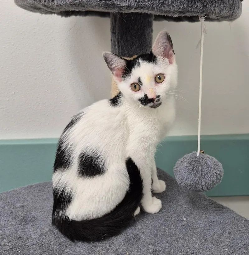 A baby small-sized female Domestic Short Hair cat named Dottie for adoption in South Bend, IN