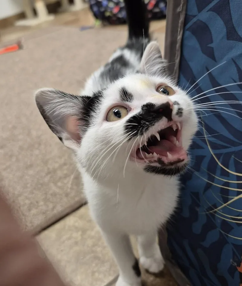 Dottie thumbnail 2