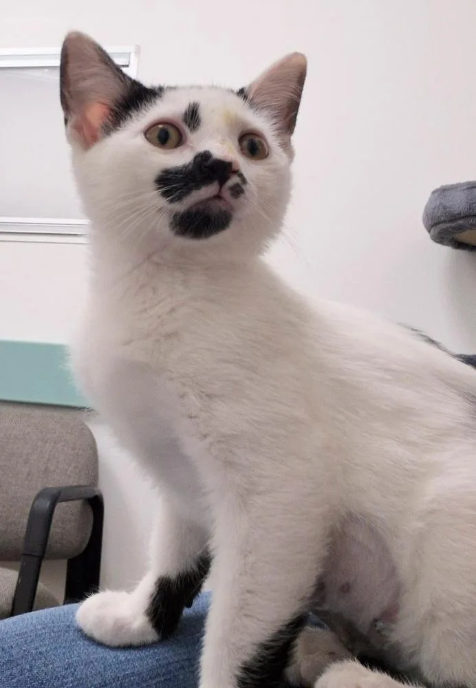 Dottie thumbnail 3