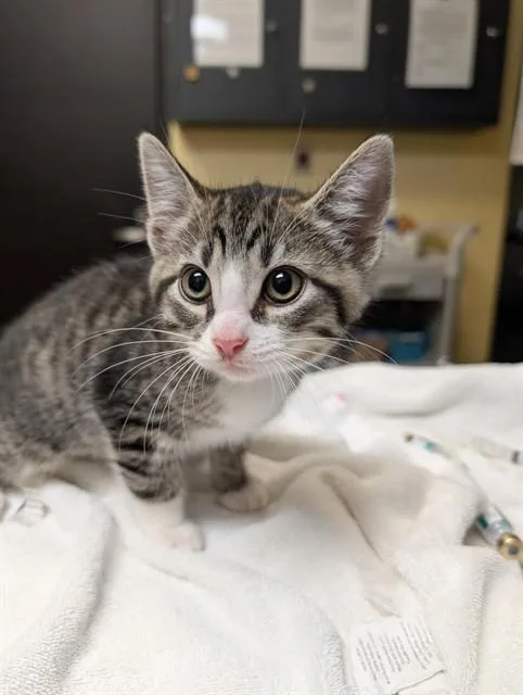 A baby medium-sized female Domestic Short Hair cat named Sylva for adoption in Cookeville, TN