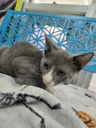 A baby medium-sized male Domestic Short Hair cat named Pinto for adoption in Savannah, GA
