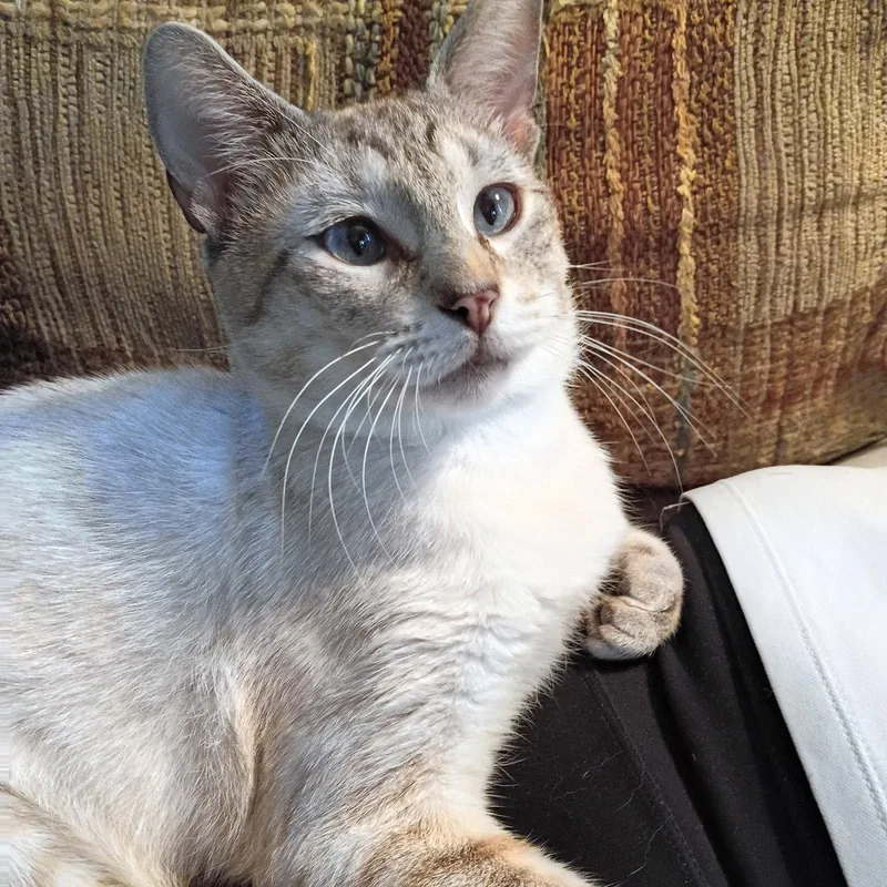 Milo Devoteeofpeople