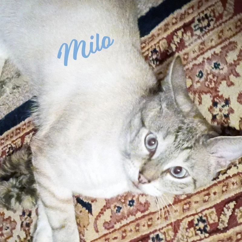 Milo Devoteeofpeople thumbnail 2