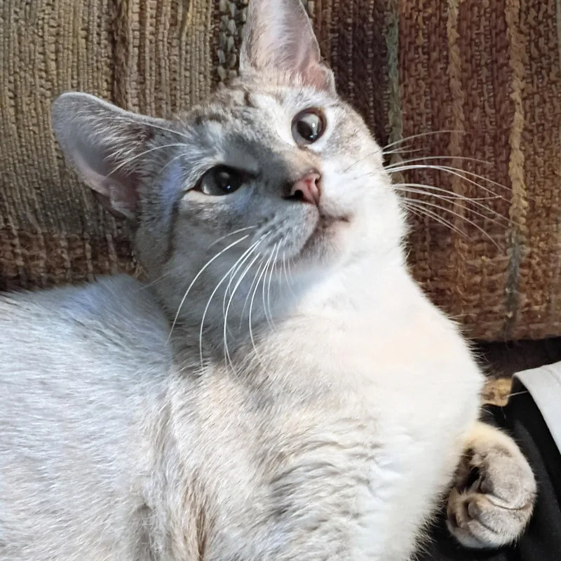 Milo Devoteeofpeople thumbnail 3