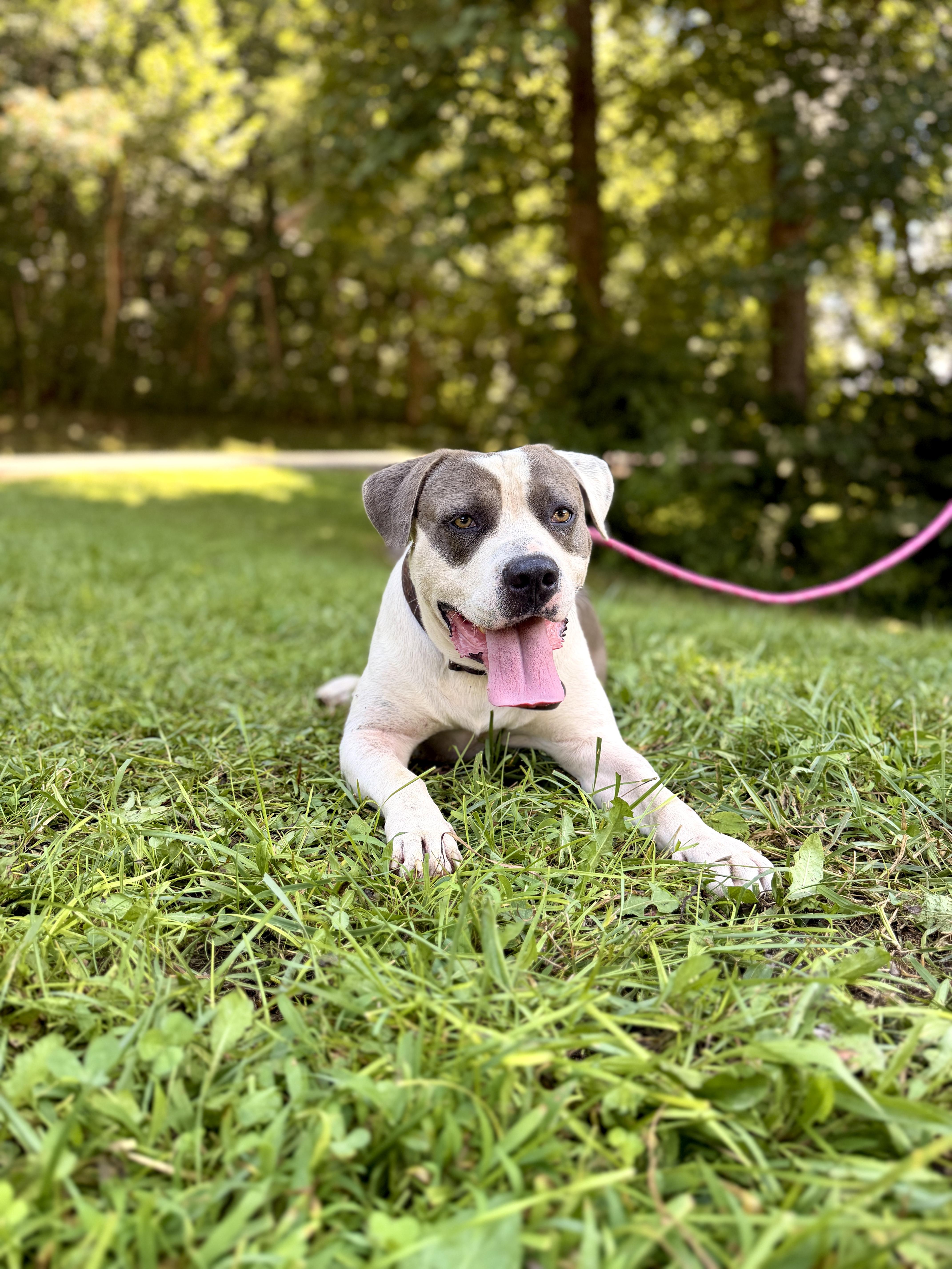 An adult medium-sized male White / Cream American Staffordshire Terrier dog named Boss for adoption in Gradyville, KY