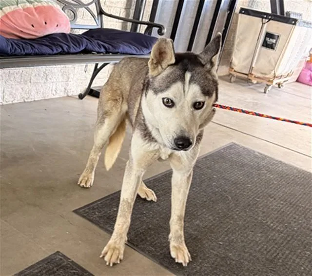 A young large-sized female Siberian Husky dog named Raven for adoption in Camarillo, CA