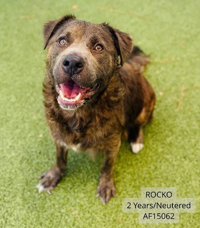 Rocko