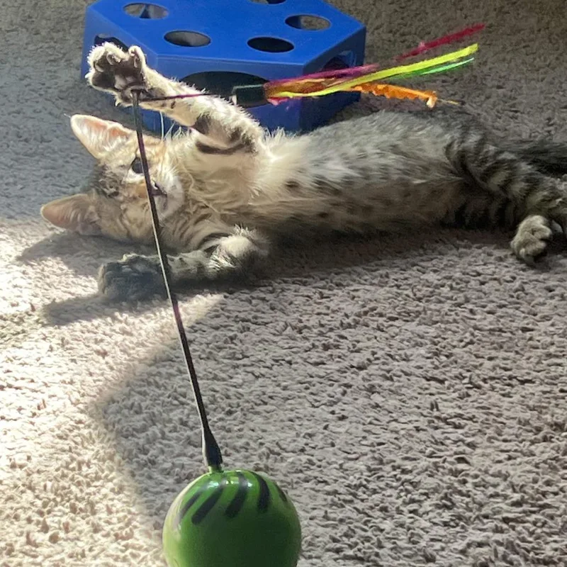 A baby small-sized male Domestic Short Hair cat named Theo for adoption in Las Vegas, NV