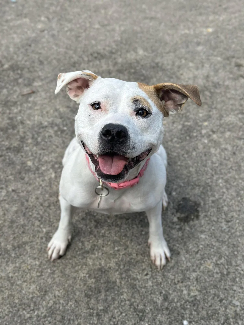 Olive Mini Pittie thumbnail 3