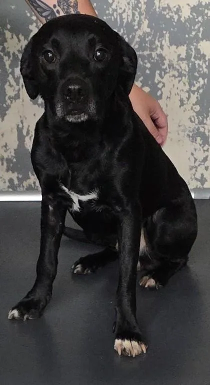 A young medium-sized male Mixed Breed dog named Starsky for adoption in Blue Ridge, GA