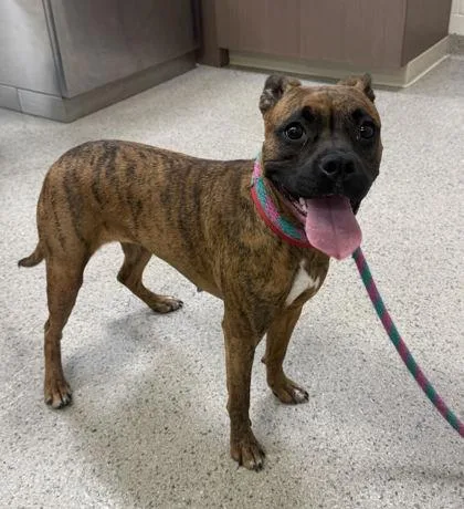 A young medium-sized female Boxer dog named Luna Bean for adoption in Fishers, IN