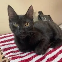 Jane Goodall thumbnail 2