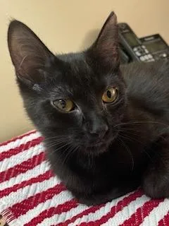 A baby medium-sized female Black Domestic Short Hair cat named Jane Goodall for adoption in Lauderhill, FL