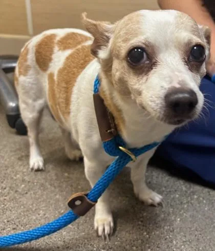 A senior small-sized female Chihuahua dog named Mochi for adoption in Honolulu, HI