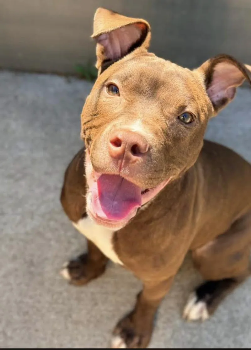 An adult medium-sized male Brown / Chocolate Pit Bull Terrier dog named Utah for adoption in Chicago, IL