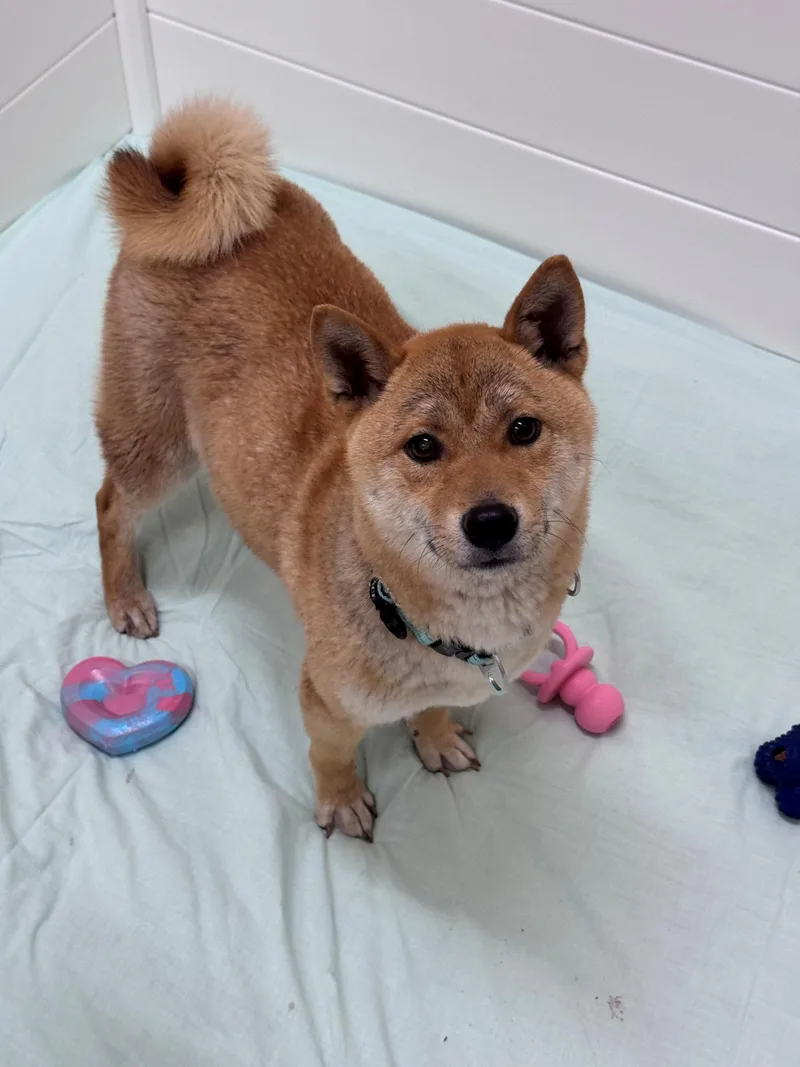 A young small-sized female Golden Shiba Inu dog named Vogue for adoption in Hackensack, MN