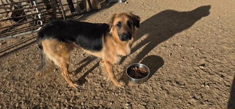 A young medium-sized male German Shepherd Dog dog named Denver for adoption in California City, CA