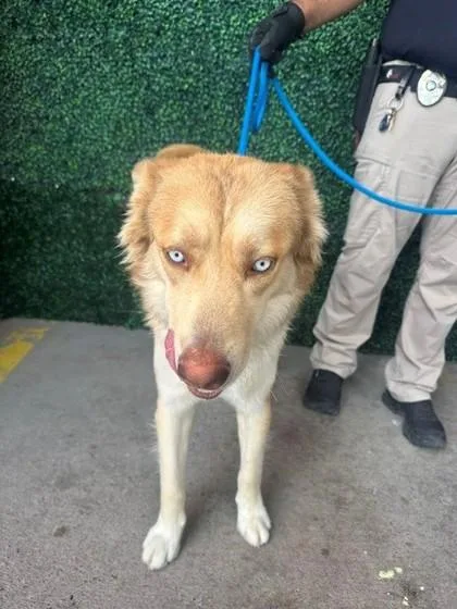 A baby large-sized male Golden Siberian Husky dog named 61356885 for adoption in El Paso, TX