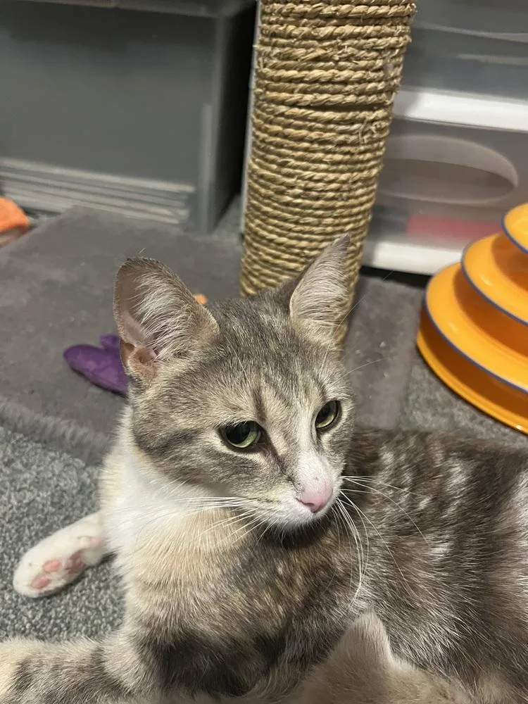 A young small-sized female Domestic Short Hair cat named April for adoption in Plymouth, MI