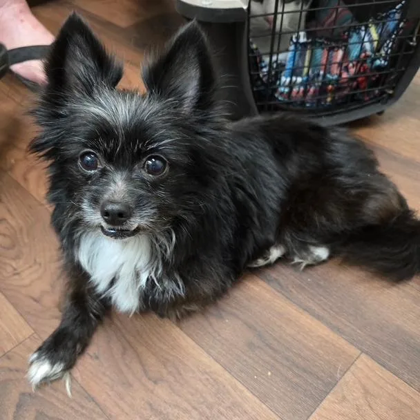 A senior small-sized female Black Mixed Breed dog named Marlee for adoption in Baytown, TX