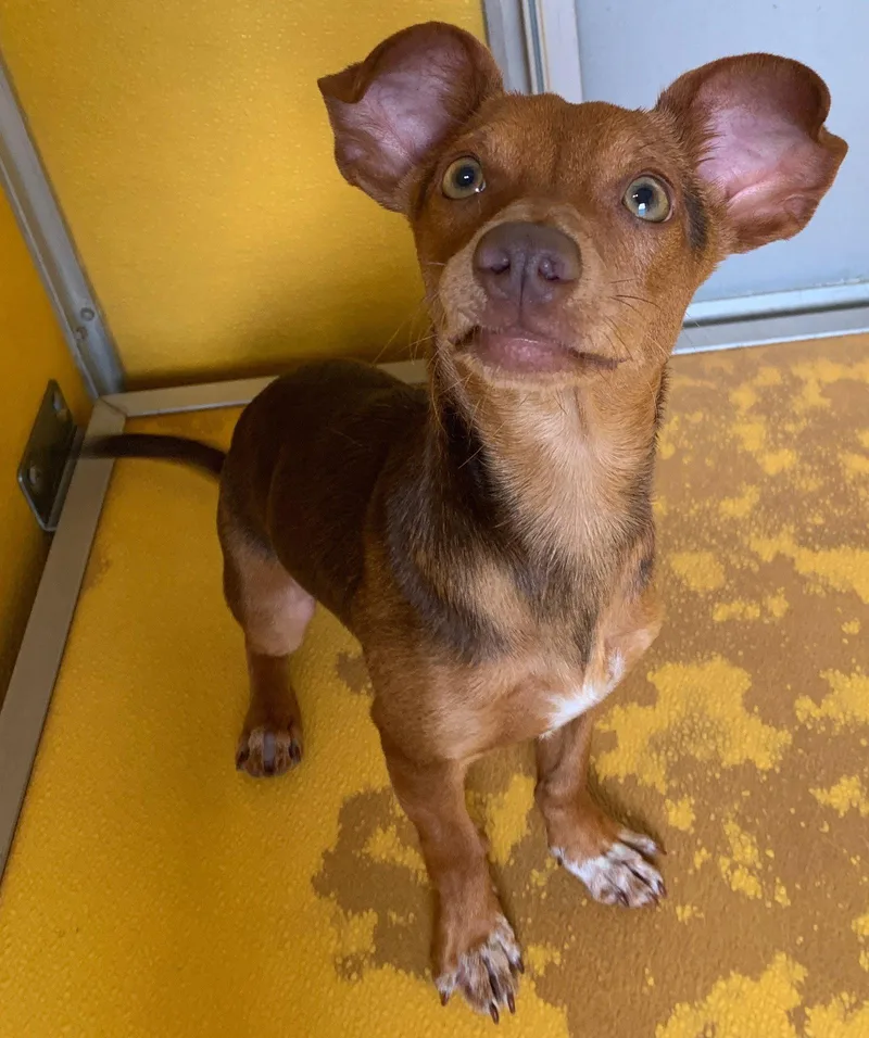 A young small-sized male Chihuahua dog named Melvin for adoption in Pipe Creek, TX