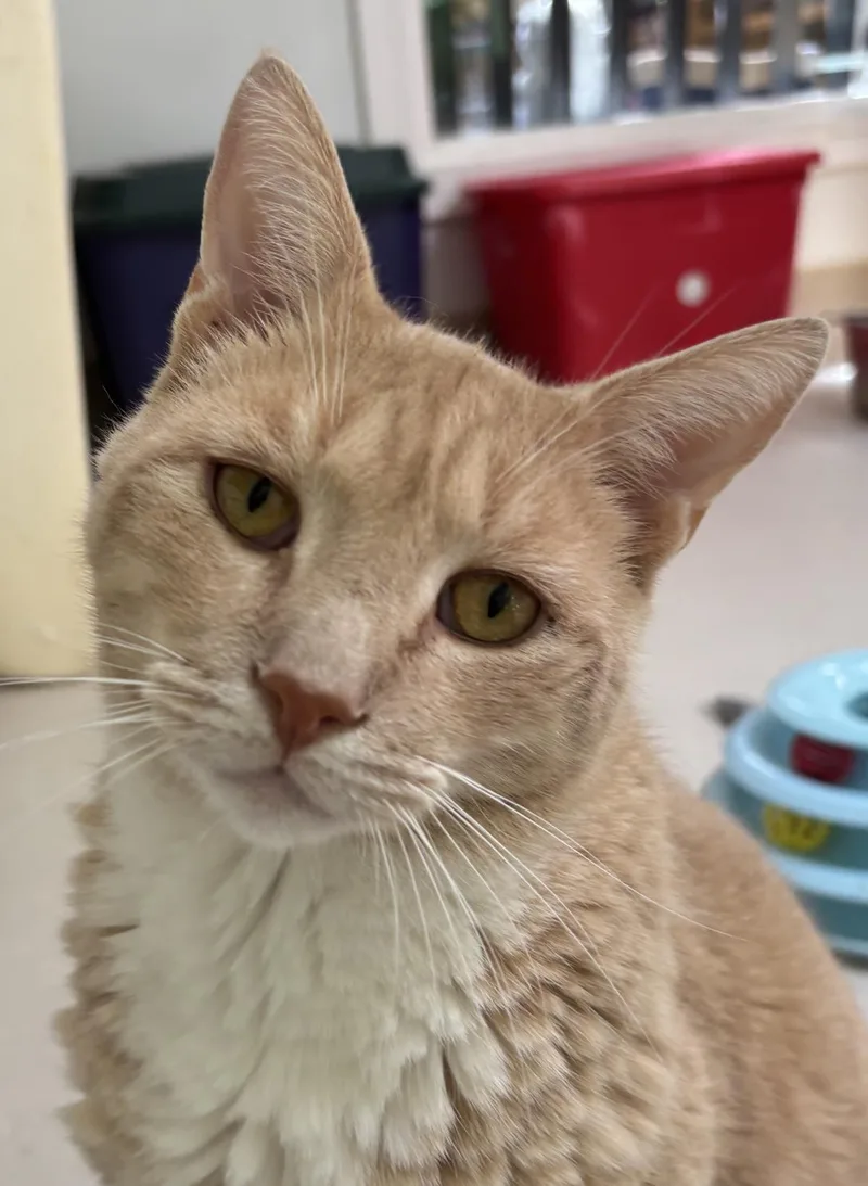 An adult medium-sized male Domestic Short Hair cat named Roni for adoption in Beacon, NY