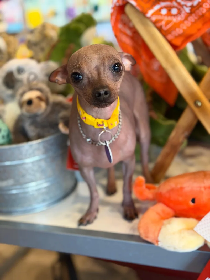 A young small-sized female Chihuahua dog named Fae for adoption in Atlanta, GA