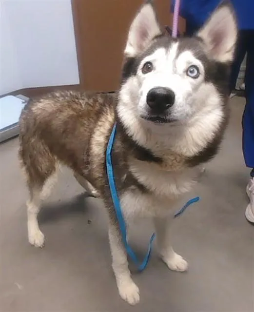 An adult large-sized female Husky dog named Echo for adoption in Phoenix, AZ