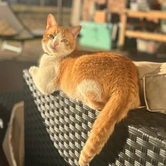 An adult medium-sized male Orange & White Domestic Short Hair cat named Quill for adoption in Warr Acres, OK