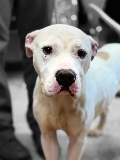 An adult medium-sized male American Staffordshire Terrier dog named Avalanche for adoption in Cumberland, MD