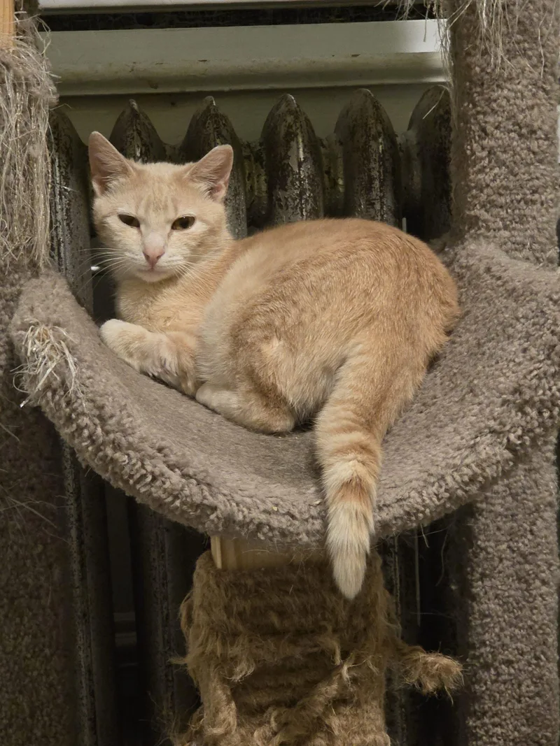 A young medium-sized female Tabby (Orange / Red) Domestic Short Hair cat named Bella for adoption in Verona, NJ