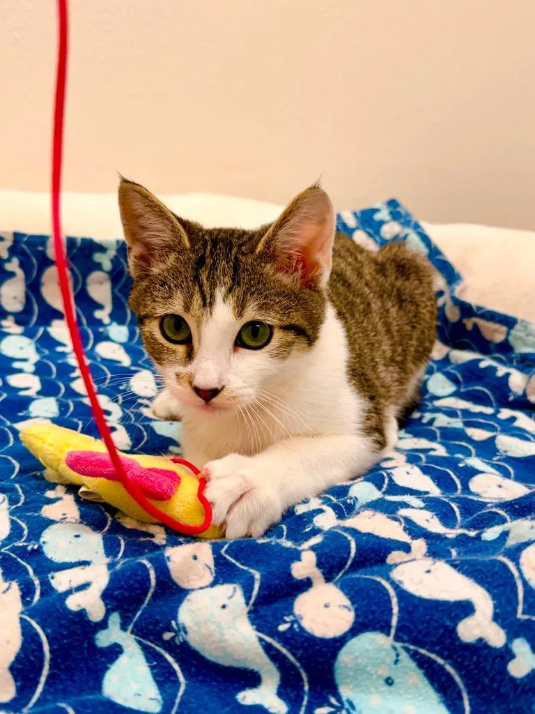 A baby small-sized male Tabby cat named WallE @PetSmart Walker Rd for adoption in Newberg, OR